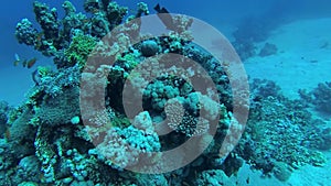 Coral reef in the Red Sea, Abu Dub. Beautiful underwater landscape with tropical fish and corals. Life coral reef.