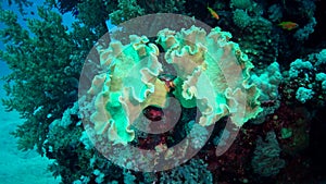 Coral reef in the Red Sea, Abu Dub, Egypt. Beautiful underwater landscape with tropical fish and corals