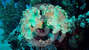 Coral reef in the Red Sea, Abu Dub, Egypt. Beautiful underwater landscape with tropical fish and corals. Life coral reef