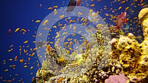Coral reef in the Red Sea, Abu Dub. Static video, Beautiful underwater landscape with tropical fish and corals.
