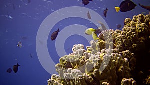 Coral reef in the Red Sea, Abu Dub. Static video, Beautiful underwater landscape with tropical fish and corals. Life coral reef.