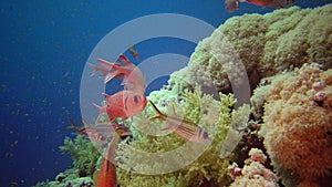 Coral reef in the Red Sea, Abu Dubb. Beautiful underwater landscape with tropical fish and corals. Life coral reef