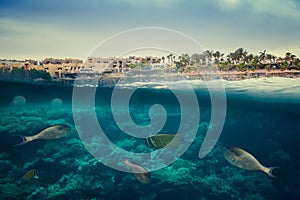 Coral reef of the red sea