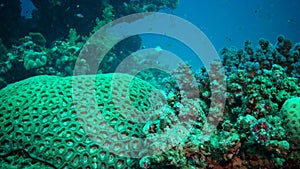 Coral reef in the Red Sea, coral Favites sp. Marsa Alam, Abu Dabab, Egypt