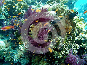 Coral Reef Red Sea Diving