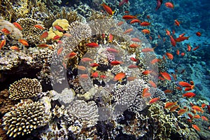 Coral Reef in the Red Sea with Lyretail Anthias