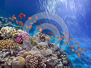 Coral Reef in the Red Sea with Lyretail Anthias