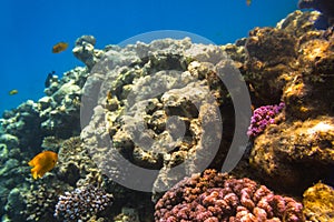 Coral reef of Red Sea with tropical fishes