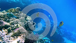 Coral reef in the red sea underwater colorful tropical fish. POV snorkeling. Tropical colorful seascape. Underwater reef