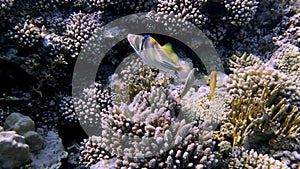 Coral reef in the red sea underwater colorful tropical fish. POV snorkeling. Tropical colorful seascape. Underwater reef