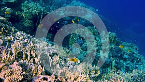 Coral reef in the red sea underwater colorful tropical fish. POV snorkeling. Tropical colorful seascape. Underwater reef