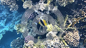 Coral reef in the red sea underwater colorful tropical fish. POV snorkeling. Tropical colorful seascape. Underwater reef