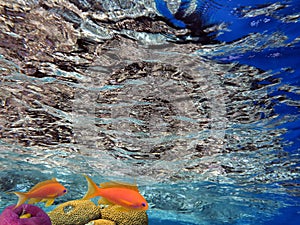 Coral reef, refraction. Red Sea