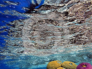 Coral reef, refraction. Red Sea