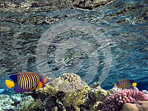 Coral reef, refraction. Red Sea