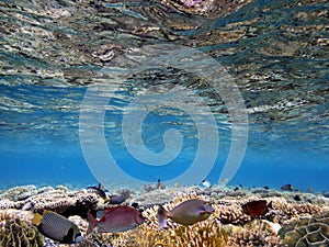 Coral reef, refraction. Red Sea