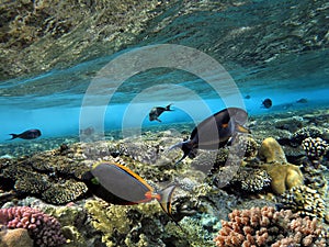 Coral reef, refraction. Red Sea. Egypt