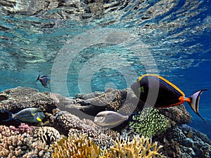 Coral reef, refraction. Red Sea. Egypt