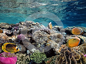 Coral reef, refraction. Red Sea. Egypt