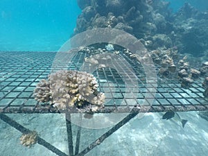 Coral Reef restoration in Rarotonga Cook Islands photo