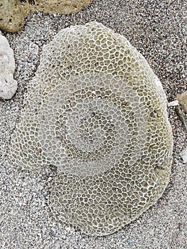 Coral reef rock washed ashore on sandy beach in Mindoro, Philippines