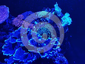 coral reef in saltwater aquarium