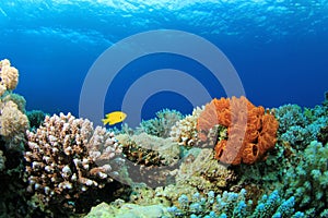 Coral Reef Scene photo