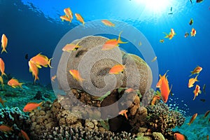 Coral Reef Scene