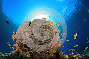 Coral Reef Scene
