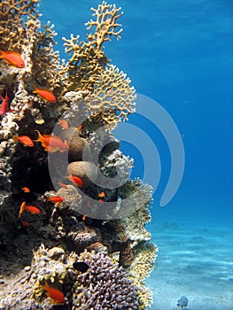 Coral Reef Scene