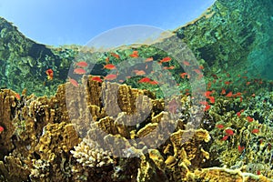 Coral Reef Scene