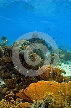 Coral reef scene