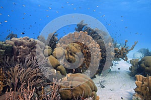 Coral reef scene