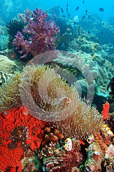 Coral reef scene
