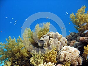 Coral Reef Scene (soft corals)