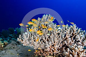 Coral Reef Scene with Tropical Fish. Underwater Photo.