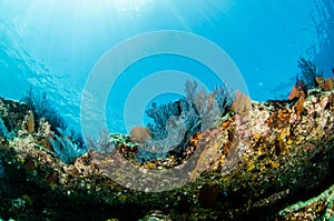 Coral reef scenics of the Sea of Cortez