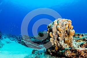 Coral reef scenics of the Sea of Cortez