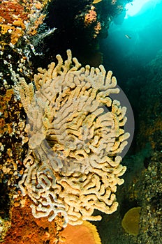 Coral reef scenics of the Sea of Cortez