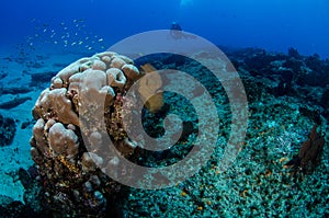 Coral reef scenics of the Sea of Cortez