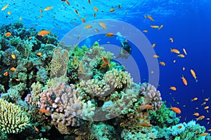Coral Reef and Scuba Diver