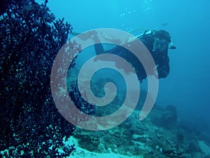 Coral reef scuba diver philippines