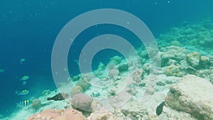 Coral reef with sea dwellers in azure transparent ocean