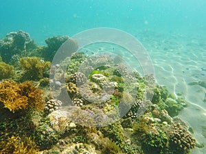 Coral reef and sea plants on sea bottom. Young coral formation on sand seabottom.