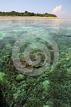 Coral reef seascape sipadan island borneo