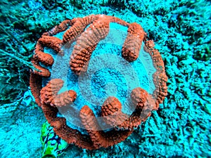 Coral reef seen in the beautiful and transparent sea