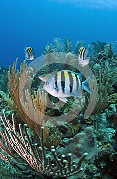 Coral reef Sergeant Major (Abudefduf saxatilis)