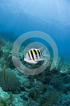 Coral reef Sergeant Major (Abudefduf saxatilis) photo