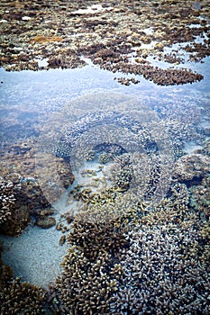 Coral reef in shallow water