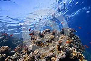 Coral-Reef in shallow water with fishes around